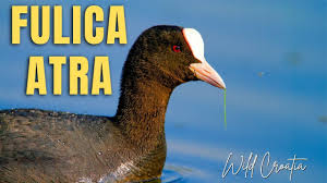 Attēlu rezultāti vaicājumam “Fulica atra adult”