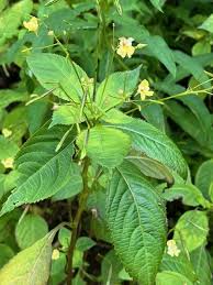 Attēlu rezultāti vaicājumam “Impatiens parviflora”