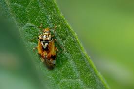 Attēlu rezultāti vaicājumam “Lygus pratensis imago”