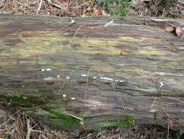 Attēlu rezultāti vaicājumam “Ceratiomyxa fruticulosa spores”