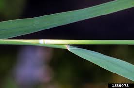 Attēlu rezultāti vaicājumam “Phragmites communis leaf”