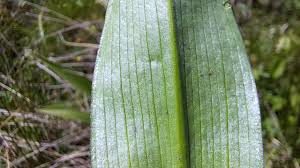 Attēlu rezultāti vaicājumam “Dactylorhiza majalis subsp. baltica leaf”