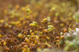 Attēlu rezultāti vaicājumam “Funaria hygrometrica”