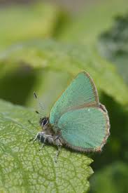 Attēlu rezultāti vaicājumam “Clossiana selene underside”