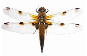 Attēlu rezultāti vaicājumam “Libellula quadrimaculata”