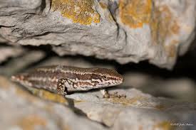 Attēlu rezultāti vaicājumam “Lacerta vivipara”