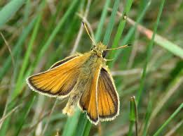Attēlu rezultāti vaicājumam “Thymelicus lineola male”