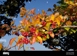 Attēlu rezultāti vaicājumam “Crataegus persimilis”