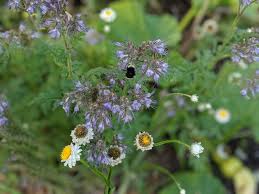Attēlu rezultāti vaicājumam “Phacelia tanacetifolia leaf”