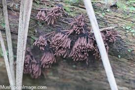 Attēlu rezultāti vaicājumam “Stemonaria irregularis stalked”