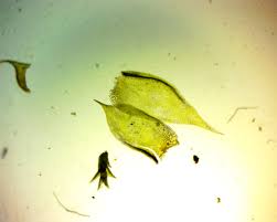 Attēlu rezultāti vaicājumam “Platygyrium repens”