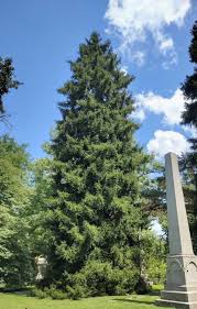 Attēlu rezultāti vaicājumam “Picea orientalis”