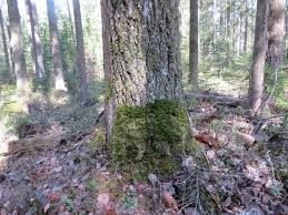 Attēlu rezultāti vaicājumam “Neckera pennata”