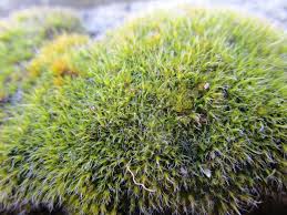 Attēlu rezultāti vaicājumam “Grimmia pulvinata sporophyte”