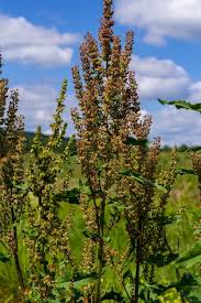 Attēlu rezultāti vaicājumam “Rumex confertus”