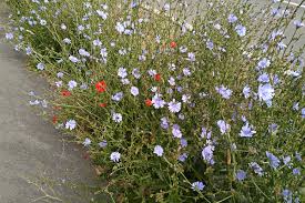 Image result for Zichorie