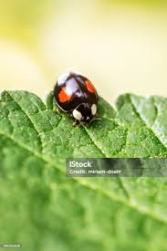 Attēlu rezultāti vaicājumam “Adalia bipunctata”