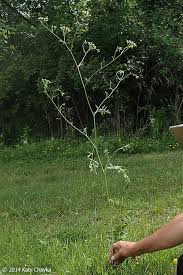 Image result for Pimpinella saxifraga