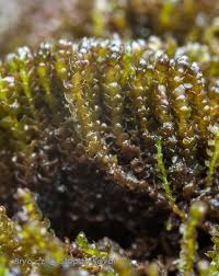 Attēlu rezultāti vaicājumam “Gymnostomum calcareum macro”