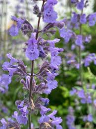 Image result for Katzenminze