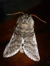 Attēlu rezultāti vaicājumam “Achlya flavicornis”