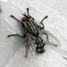 Attēlu rezultāti vaicājumam “Sarcophaga carnaria”