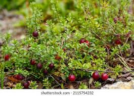 Attēlu rezultāti vaicājumam “Oxycoccus”