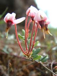 Attēlu rezultāti vaicājumam “Oxycoccus flower”