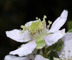 Attēlu rezultāti vaicājumam “Rubus plicatus flower”
