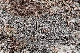 Attēlu rezultāti vaicājumam “Graphis scripta”