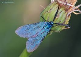 Attēlu rezultāti vaicājumam “Adscita statices”