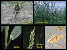 Attēlu rezultāti vaicājumam “Elytrigia repens flower”