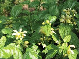 Attēlu rezultāti vaicājumam “Lamiastrum galeobdolon bud”