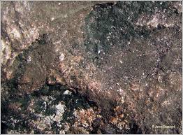 Attēlu rezultāti vaicājumam “Cystocoleus ebeneus”