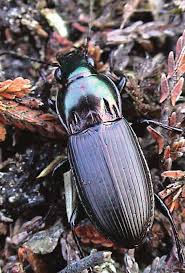 Attēlu rezultāti vaicājumam “Poecilus lepidus”