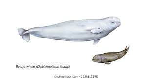 Image result for Delphinapterus leucas