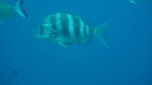 Image result for Diplodus cervinus