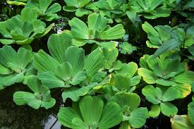 Attēlu rezultāti vaicājumam “Pistia stratiotes”