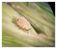 Attēlu rezultāti vaicājumam “Entomophthora”