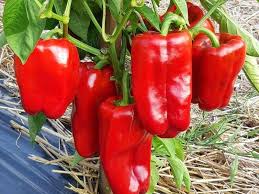 Afbeeldingsresultaat voor giant 3 sweet pepper