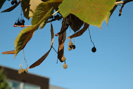 Attēlu rezultāti vaicājumam “Tilia tomentosa fruit”