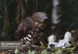 Attēlu rezultāti vaicājumam “Pernis apivorus”