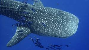 Image result for Birmingham BSAC 25