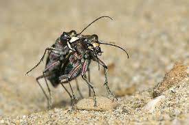 Attēlu rezultāti vaicājumam “Cicindela sylvatica imago”