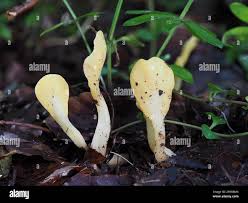 Attēlu rezultāti vaicājumam “Spathularia flavida”