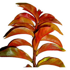 Attēlu rezultāti vaicājumam “Carex dioica fruit”