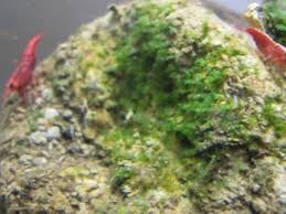 Attēlu rezultāti vaicājumam “Fissidens arnoldii”