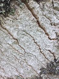 Attēlu rezultāti vaicājumam “Stictis”