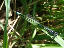 Attēlu rezultāti vaicājumam “Coenagrion pulchellum”
