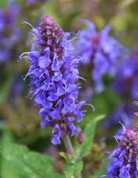 Attēlu rezultāti vaicājumam “Hyssopus officinalis”